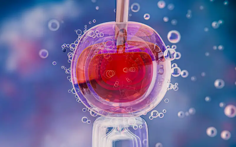 Stem Cells  Regeneration